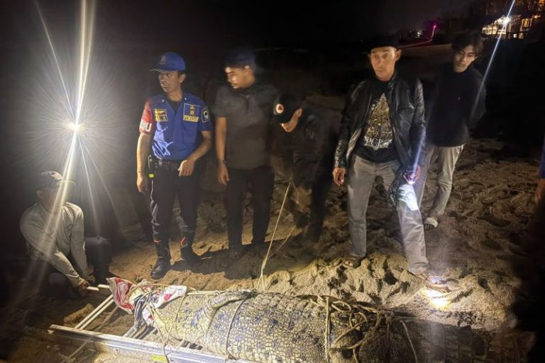 Buaya Muara 3 Meter Ditangkap di Sungai Cihara