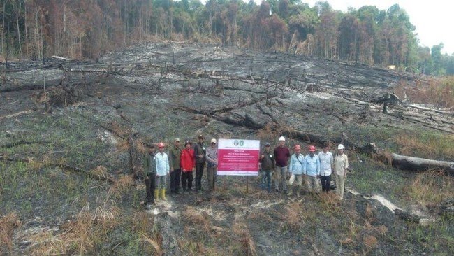 Lahan Terbakar Luas dan Berulang, Kemenhut Bekukan Izin PT MPK di Kalimantan Barat