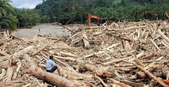 Tiga Bulan Diburu, Pemodal Illegal Logging di Kalteng Akhirnya Ditangkap Kemenhut