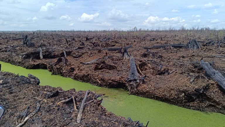 BPGMN: Dejavu Badan Gambut dan Mangrove, Mampukah Menyentuh Akar Persoalan?