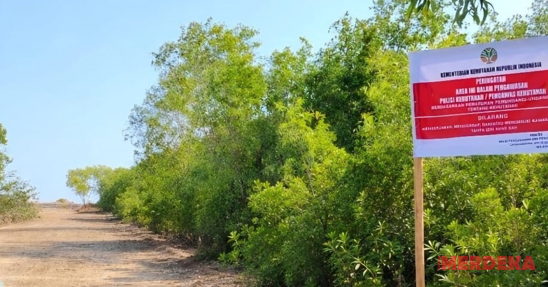 Skandal Mangrove Konsel: PT Ifishdeco Tetap Beroperasi Meski Sudah Disegel!